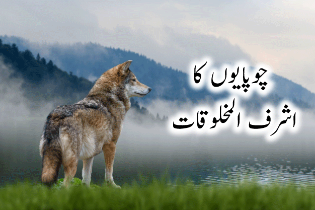 chopayon ka ashraf ul makhluqat