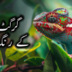 گرگٹ-کے-رنگ